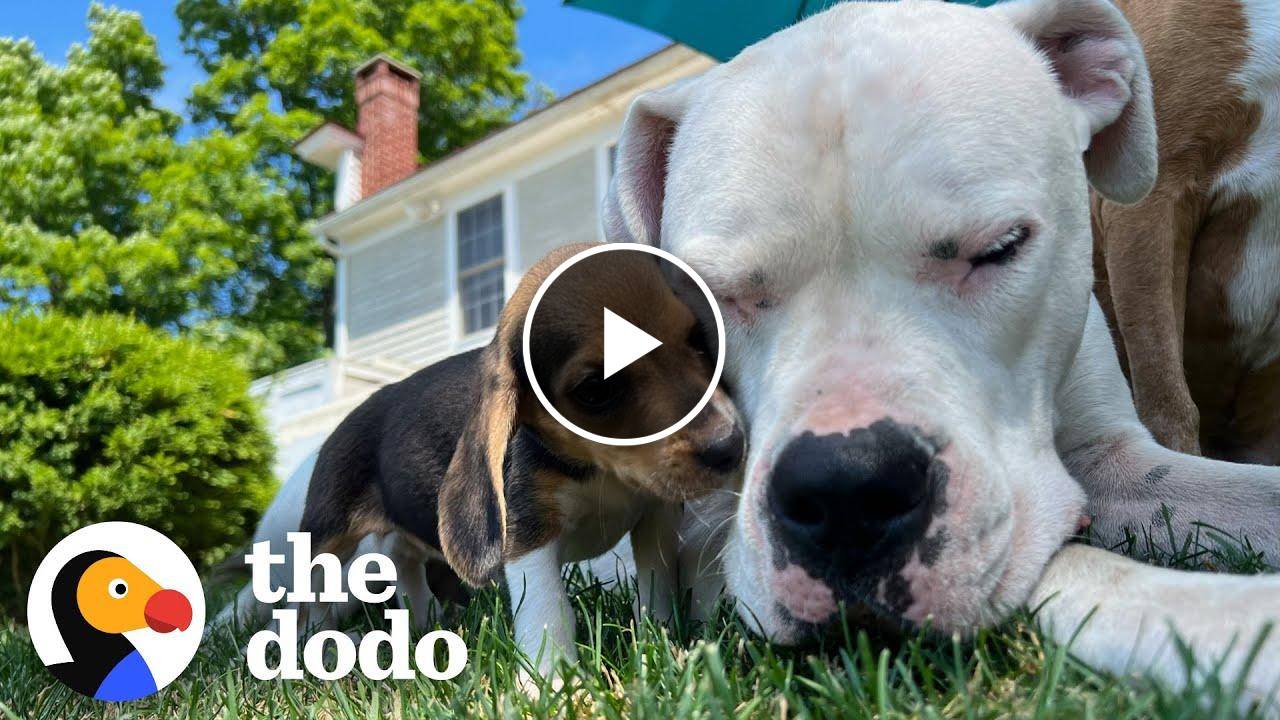 100-Pound Dog Is The Perfect Nanny To Tiny Beagle Puppies | The Dodo Foster Diaries