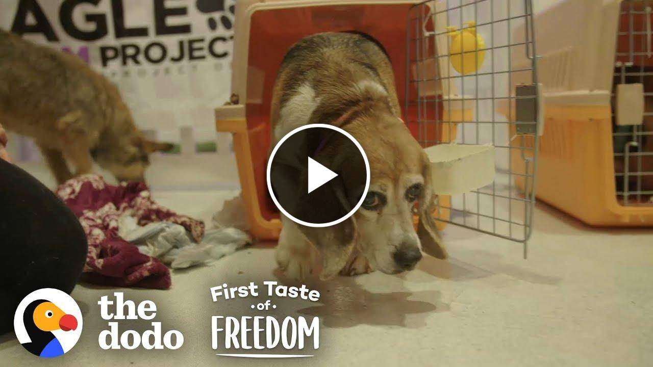 Beagle Who Spent Years In A Lab Cage Finally Gets A Family | The Dodo First Taste Of Freedom