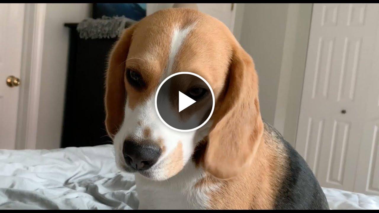 How my beagle wakes me up