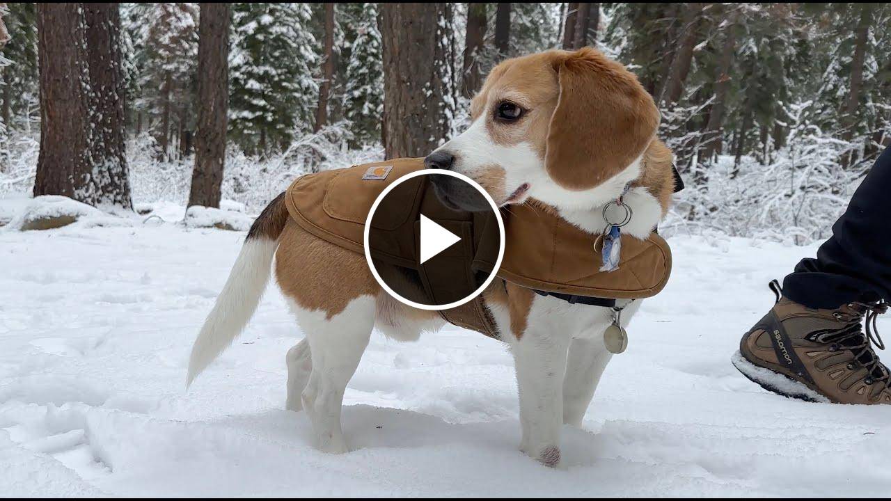 Cute beagle wears Carhartt jacket in snow (2023 edition)