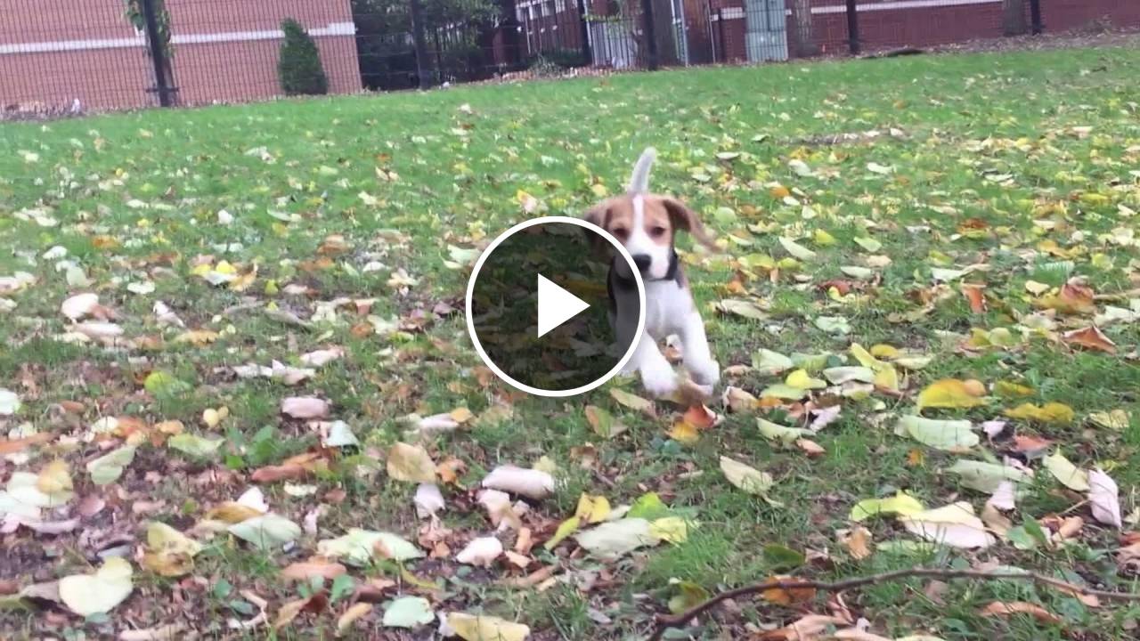 10 week old beagle puppy bouncing and bounding