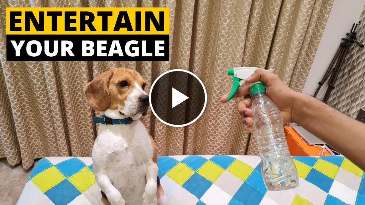 9 Quick Ways to Relieve your Beagle's Boredom at Home