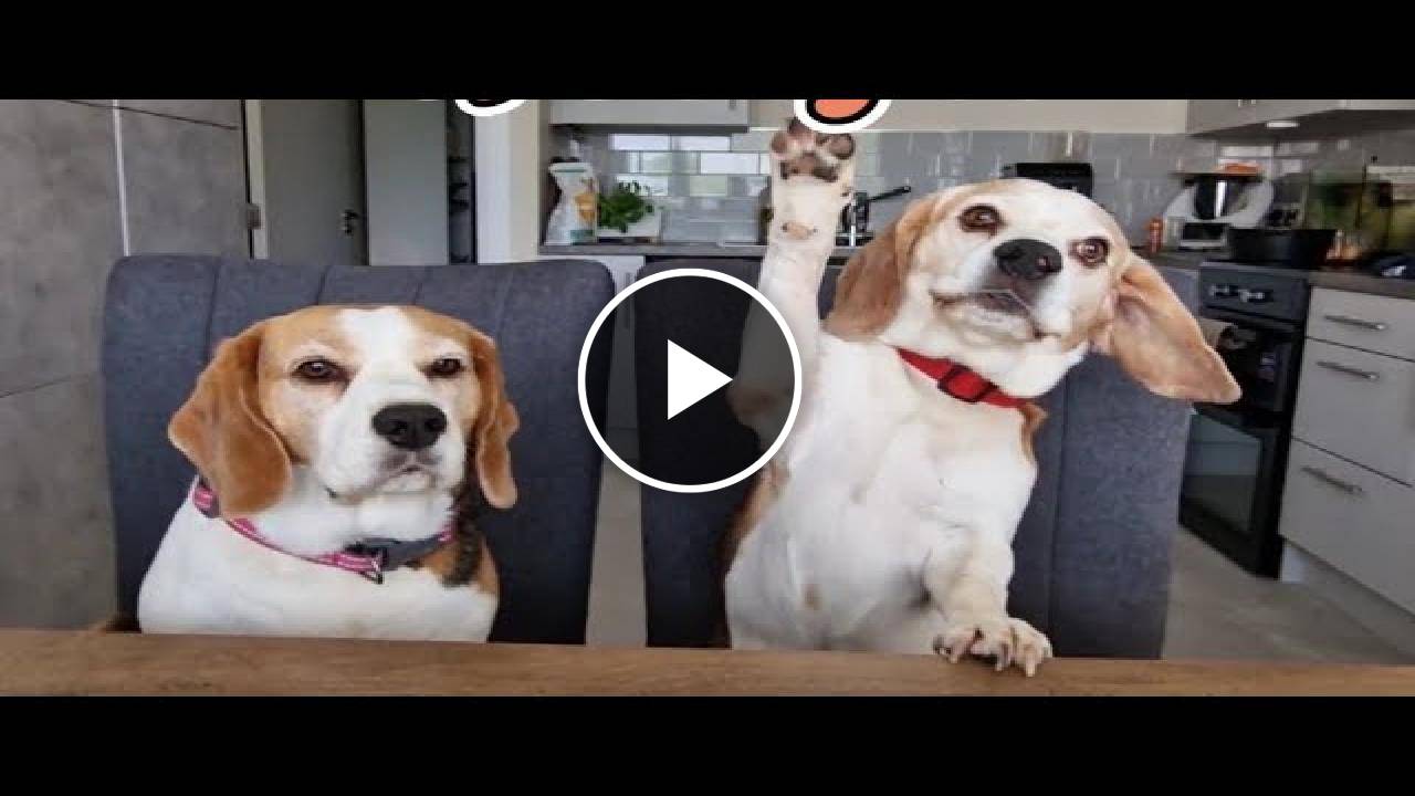 These Are Two Types Of Beagles: The Funniest Beagle Moment Ever
