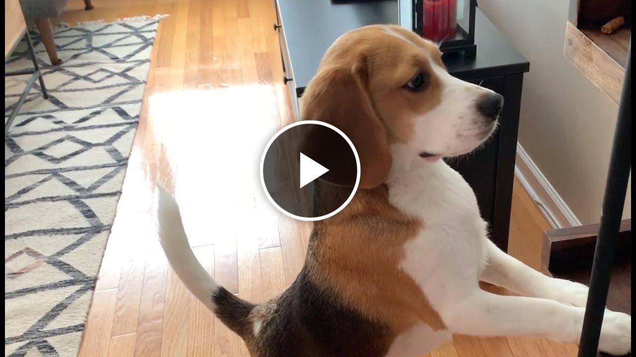 18 sounds a beagle makes in under 4 minutes