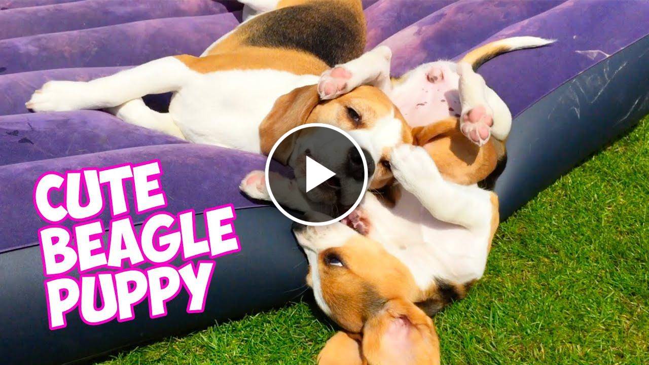 Cuteness Overload: Beagle Brother and Sister Playtime