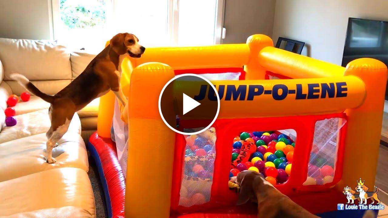Funny Dogs get a Ball Pit Bounce House Surprise! Funny Dogs Louie & Marie