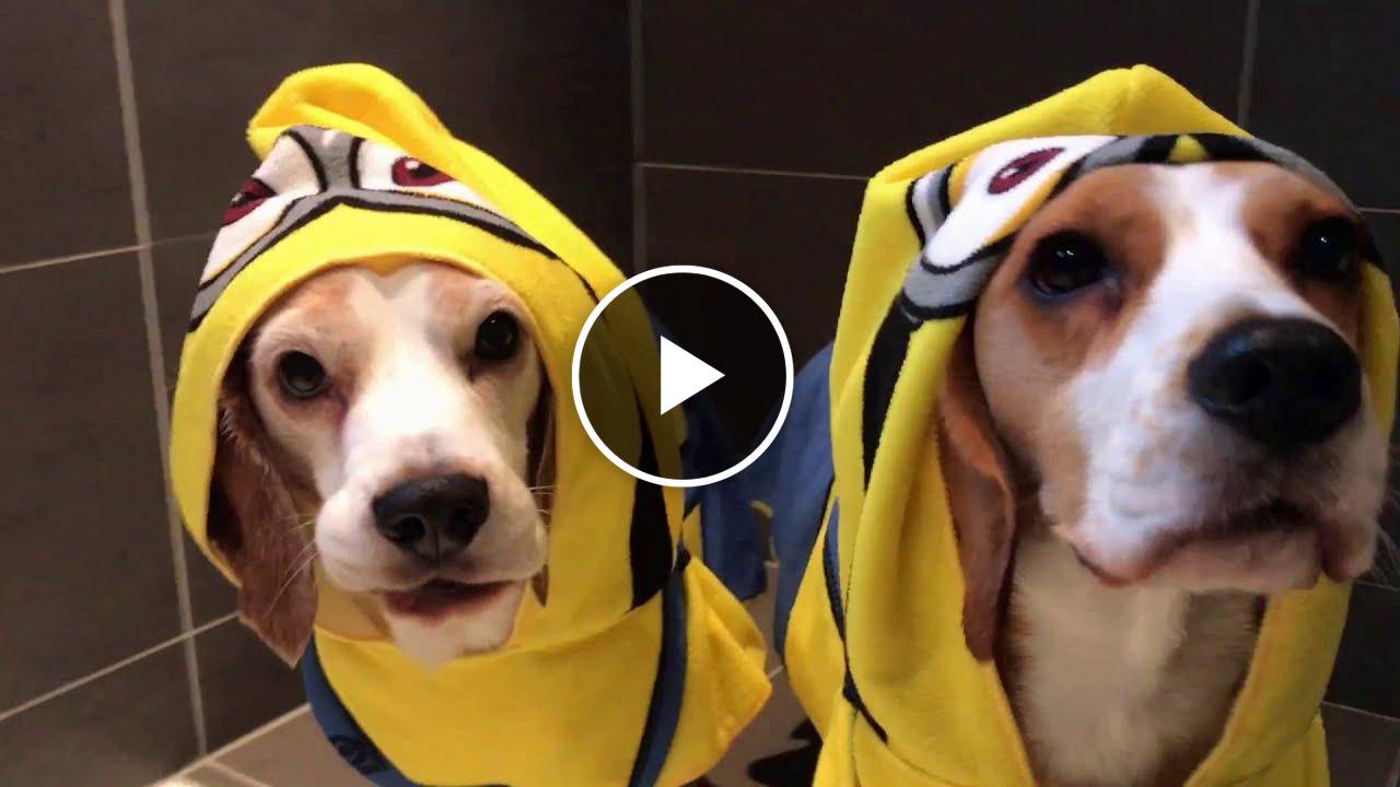 Funny Beagle Dogs in Minion Robes taking a Bath! Louie & Marie