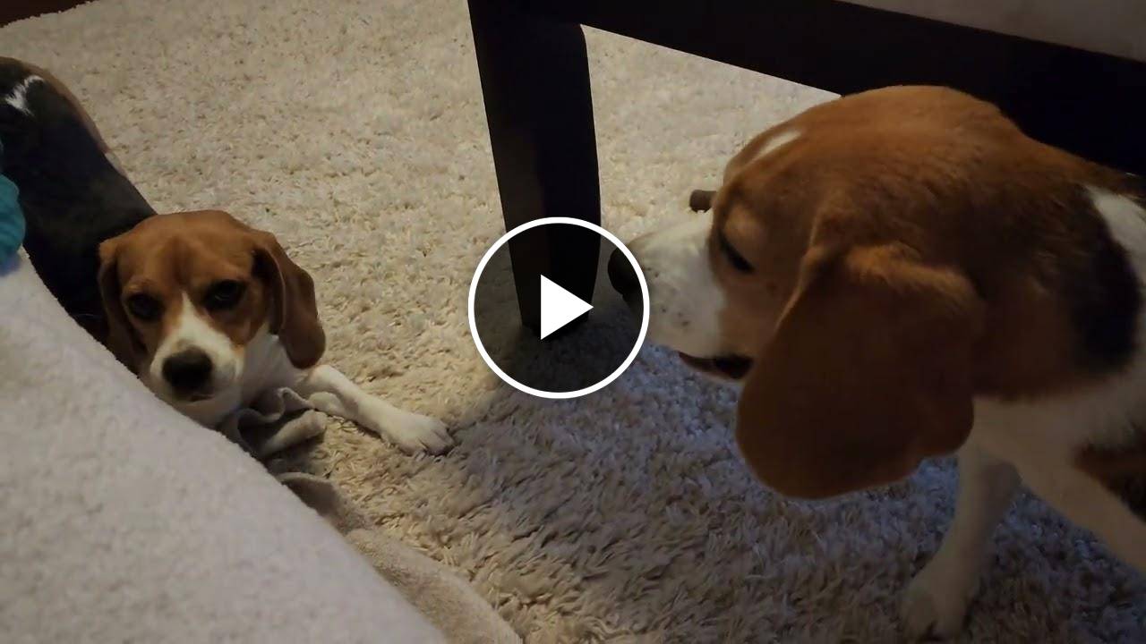 Beagles playing before bed